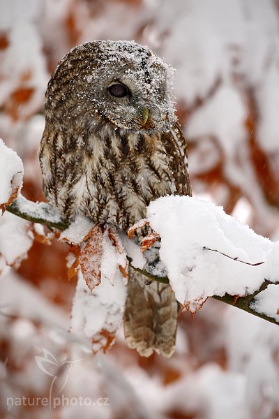 Puštík obecný (Strix aluco), Puštík obecný (Strix aluco), Eurasian Tawny Owl, Autor: Ondřej Prosický | NaturePhoto.cz, Model: Canon EOS-1D Mark III, Objektiv: Canon EF 500mm f/4 L IS USM, Ohnisková vzdálenost (EQ35mm): 650 mm, stativ Gitzo 3540LS + RRS BH55, Clona: 4.5, Doba expozice: 1/125 s, ISO: 640, Kompenzace expozice: +1/3, Blesk: Ano, Vytvořeno: 22. listopadu 2008 10:21:45, zvíře v lidské péči, Herálec, Vysočina (Česko) 