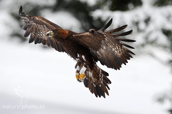 Orel skalní (Aquila chrysaetos) , Orel skalní (Aquila chrysaetos), Golden Eagle, Autor: Ondřej Prosický | NaturePhoto.cz, Model: Canon EOS-1D Mark III, Objektiv: Canon EF 500mm f/4 L IS USM, Ohnisková vzdálenost (EQ35mm): 650 mm, stativ Gitzo 3540LS + RRS BH55, Clona: 6.3, Doba expozice: 1/1600 s, ISO: 800, Kompenzace expozice: +2/3, Blesk: Ne, Vytvořeno: 22. listopadu 2008 12:56:01, zvíře v lidské péči, Herálec, Vysočina (Česko) 