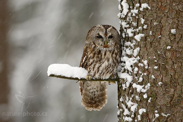 Puštík obecný (Strix aluco), Puštík obecný (Strix aluco), Eurasian Tawny Owl, Autor: Ondřej Prosický | NaturePhoto.cz, Model: Canon EOS-1D Mark III, Objektiv: Canon EF 500mm f/4 L IS USM, Ohnisková vzdálenost (EQ35mm): 650 mm, stativ Gitzo 3540LS + RRS BH55, Clona: 6.3, Doba expozice: 1/80 s, ISO: 400, Kompenzace expozice: 0, Blesk: Ne, Vytvořeno: 22. listopadu 2008 9:15:58, zvíře v lidské péči, Herálec, Vysočina (Česko) 