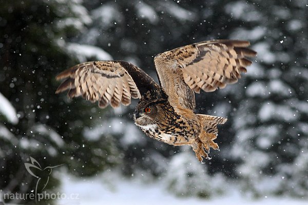 Výr velký (Bubo bubo), Výr velký (Bubo bubo), Eurasian Eagle Owl, Autor: Ondřej Prosický | NaturePhoto.cz, Model: Canon EOS-1D Mark III, Objektiv: Canon EF 200mm f/2.8 L USM, Ohnisková vzdálenost (EQ35mm): 260 mm, stativ Gitzo 3540LS + RRS BH55, Clona: 4.0, Doba expozice: 1/1250 s, ISO: 500, Kompenzace expozice: -1/3, Blesk: Ne, Vytvořeno: 22. listopadu 2008 14:36:09, zvíře v lidské péči, Herálec, Vysočina (Česko) 