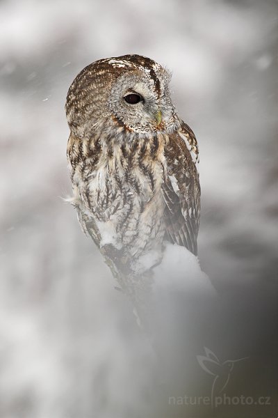 Puštík obecný (Strix aluco), Puštík obecný (Strix aluco), Eurasian Tawny Owl, Autor: Ondřej Prosický | NaturePhoto.cz, Model: Canon EOS-1D Mark III, Objektiv: Canon EF 500mm f/4 L IS USM, Ohnisková vzdálenost (EQ35mm): 650 mm, stativ Gitzo 3540LS + RRS BH55, Clona: 6.3, Doba expozice: 1/300 s, ISO: 640, Kompenzace expozice: 0, Blesk: Ano, Vytvořeno: 22. listopadu 2008 9:48:20, zvíře v lidské péči, Herálec, Vysočina (Česko)