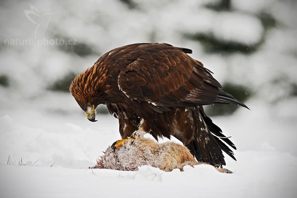 Orel skalní (Aquila chrysaetos) , Orel skalní (Aquila chrysaetos), Golden Eagle, Autor: Ondřej Prosický | NaturePhoto.cz, Model: Canon EOS-1D Mark III, Objektiv: Canon EF 500mm f/4 L IS USM, Ohnisková vzdálenost (EQ35mm): 650 mm, stativ Gitzo 3540LS + RRS BH55, Clona: 7.1, Doba expozice: 1/320 s, ISO: 400, Kompenzace expozice: 0, Blesk: Ne, Vytvořeno: 22. listopadu 2008 13:17:06, zvíře v lidské péči, Herálec, Vysočina (Česko)