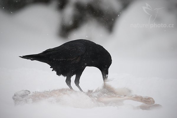 Krkavec velký (Corvus corax), Krkavec velký (Corvus corax), Raven, Autor: Ondřej Prosický | NaturePhoto.cz, Model: Canon EOS-1D Mark III, Objektiv: Canon EF 500mm f/4 L IS USM, Ohnisková vzdálenost (EQ35mm): 650 mm, stativ Gitzo 3540LS + RRS BH55, Clona: 4.0, Doba expozice: 1/1600 s, ISO: 1000, Kompenzace expozice: +2/3, Blesk: Ano, Vytvořeno: 23. listopadu 2008 9:51:29, zvíře v lidské péči, Herálec, Vysočina (Česko)