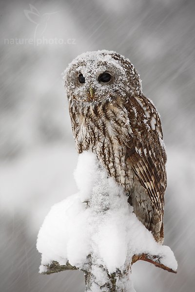 Puštík obecný (Strix aluco), Puštík obecný (Strix aluco), Eurasian Tawny Owl, Autor: Ondřej Prosický | NaturePhoto.cz, Model: Canon EOS-1D Mark III, Objektiv: Canon EF 500mm f/4 L IS USM, Ohnisková vzdálenost (EQ35mm): 650 mm, stativ Gitzo 3540LS + RRS BH55, Clona: 11, Doba expozice: 1/15 s, ISO: 400, Kompenzace expozice: +1/3, Blesk: Ne, Vytvořeno: 22. listopadu 2008 10:44:09, zvíře v lidské péči, Herálec, Vysočina (Česko) 