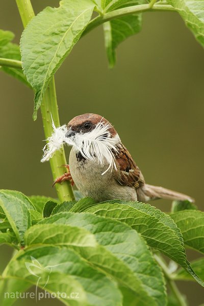 Vrabec polní (Passer montanus), Vrabec polní (Passer montanus), Tree Sparrow, Autor: Ondřej Prosický | NaturePhoto.cz, Model: Canon EOS-1D Mark III, Objektiv: Canon EF 500mm f/4 L IS USM, Ohnisková vzdálenost (EQ35mm): 910 mm, stativ Gitzo 3540LS + RRS BH55, Clona: 5.6, Doba expozice: 1/320 s, ISO: 320, Kompenzace expozice: 0, Blesk: Ne, Vytvořeno: 4. srpna 2008 16:33:17, Kostolná (Slovesko)