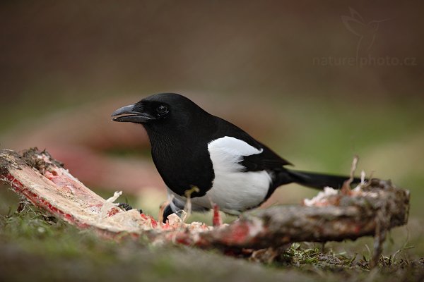 Straka obecná (Pica pica) , Straka obecná (Pica pica), European Magpie or Common Magpie, Autor: Ondřej Prosický | NaturePhoto.cz, Model: Canon EOS 5D Mark II, Objektiv: Canon EF 500mm f/4 L IS USM, stativ Gitzo 3540LS + RRS BH55, Clona: 4.5, Doba expozice: 1/160 s, ISO: 800, Kompenzace expozice: 0, Blesk: Ano, Vytvořeno: 21. prosince 2008 9:53:26, Praha - Troja (Česko) 