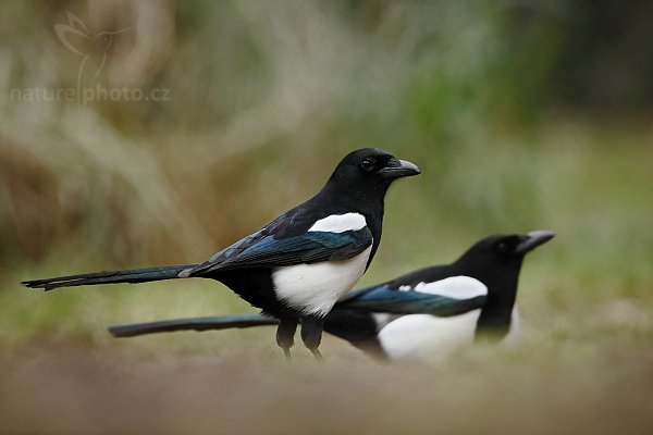 Straka obecná (Pica pica) , Straka obecná (Pica pica), European Magpie or Common Magpie, Autor: Ondřej Prosický | NaturePhoto.cz, Model: Canon EOS 5D Mark II, Objektiv: Canon EF 500mm f/4 L IS USM, stativ Gitzo 3540LS + RRS BH55, Clona: 5.0, Doba expozice: 1/250 s, ISO: 1000, Kompenzace expozice: -1/3, Blesk: Ne, Vytvořeno: 21. prosince 2008 10:06:06, Praha - Troja (Česko) 
