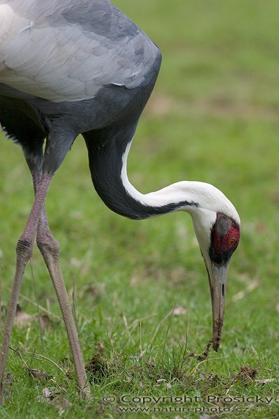 Jeřáb červenolící (Grus vipio), Jeřáb červenolící (Grus vipio), White-naped Crane, Autor: Ondřej Prosický, Model aparátu: Canon EOS 300D DIGITAL, Objektiv: Canon EF 400mm f/5.6 L USM, Ohnisková vzdálenost: 400.00 mm, monopod Manfrotto 681B + 234RC, Clona: 5.60, Doba expozice: 1/200 s, ISO: 100, Vyvážení expozice: 0.63, Blesk: Ne, Vytvořeno: 30. dubna 2005 10:38:56, ZOO Lešná (Česko)