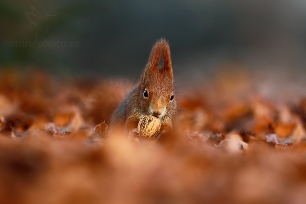Veverka obecná (Sciurus vulgaris), Veverka obecná (Sciurus vulgaris), Red squirrel, Autor: Ondřej Prosický | NaturePhoto.cz, Model: Canon EOS 5D Mark II, Objektiv: Canon EF 500mm f/4 L IS USM, stativ Gitzo 3540LS + RRS BH55, Clona: 5.0, Doba expozice: 1/160 s, ISO: 800, Kompenzace expozice: -2/3, Blesk: Ne, Vytvořeno: 29. prosince 2008 9:11:44, Mladá Boleslav (Česko) 
