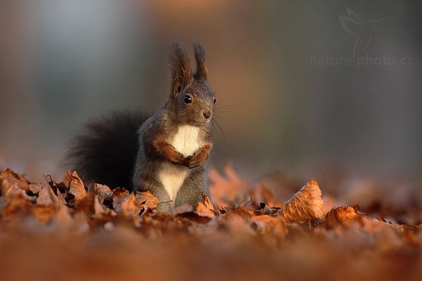 Veverka obecná (Sciurus vulgaris), Veverka obecná (Sciurus vulgaris), Red squirrel, Autor: Ondřej Prosický | NaturePhoto.cz, Model: Canon EOS 5D Mark II, Objektiv: Canon EF 500mm f/4 L IS USM, stativ Gitzo 3540LS + RRS BH55, Clona: 5.0, Doba expozice: 1/160 s, ISO: 800, Kompenzace expozice: -2/3, Blesk: Ne, Vytvořeno: 29. prosince 2008 9:13:53, Mladá Boleslav (Česko) 