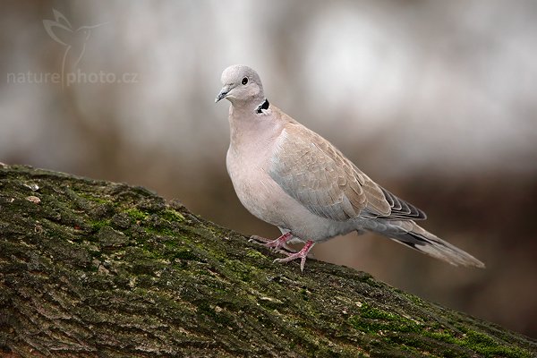 Hrdlička zahradní (Streptopelia decaocto), Hrdlička zahradní (Streptopelia decaocto), Eurasian Collared Dove, Autor: Ondřej Prosický | NaturePhoto.cz, Model: Canon EOS 5D Mark II, Objektiv: Canon EF 500mm f/4 L IS USM, stativ Gitzo 3540LS + RRS BH55, Clona: 5.6, Doba expozice: 1/500 s, ISO: 1000, Kompenzace expozice: -2/3, Blesk: Ano, Vytvořeno: 21. prosince 2008 10:41:18, Mladá Boleslav (Česko) 