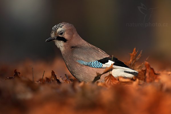 Sojka obecná (Garrulus glandarius), Sojka obecná (Garrulus glandarius), Eurasian Jay, Autor: Ondřej Prosický | NaturePhoto.cz, Model: Canon EOS 5D Mark II, Objektiv: Canon EF 500mm f/4 L IS USM, stativ Gitzo 3540LS + RRS BH55, Clona: 6.3, Doba expozice: 1/250 s, ISO: 500, Kompenzace expozice: -1, Blesk: Ne, Vytvořeno: 29. prosince 2008 10:28:13, Mladá Boleslav (Česko) 