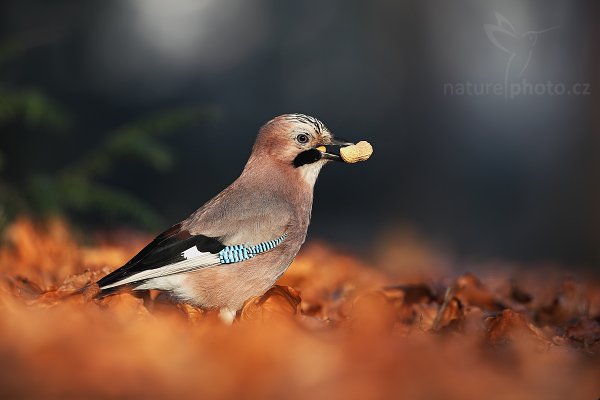 Sojka obecná (Garrulus glandarius), Sojka obecná (Garrulus glandarius), Eurasian Jay, Autor: Ondřej Prosický | NaturePhoto.cz, Model: Canon EOS 5D Mark II, Objektiv: Canon EF 500mm f/4 L IS USM, stativ Gitzo 3540LS + RRS BH55, Clona: 5.0, Doba expozice: 1/250 s, ISO: 500, Kompenzace expozice: -2/3, Blesk: Ne, Vytvořeno: 29. prosince 2008 10:01:21, Mladá Boleslav (Česko) 