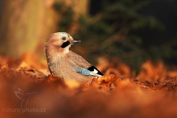 Sojka obecná (Garrulus glandarius), Sojka obecná (Garrulus glandarius), Eurasian Jay, Autor: Ondřej Prosický | NaturePhoto.cz, Model: Canon EOS 5D Mark II, Objektiv: Canon EF 500mm f/4 L IS USM, stativ Gitzo 3540LS + RRS BH55, Clona: 5.0, Doba expozice: 1/400 s, ISO: 500, Kompenzace expozice: -2/3, Blesk: Ne, Vytvořeno: 29. prosince 2008 10:01:05, Mladá Boleslav (Česko) 