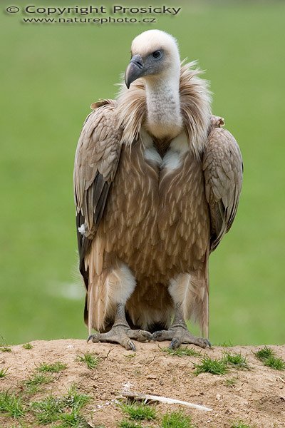 Sup bělohlavý (Gyps fulvus), Autor: Ondřej Prosický, Model aparátu: Canon EOS 300D DIGITAL, Objektiv: Canon EF 400mm f/5.6 L USM, Ohnisková vzdálenost: 400.00 mm, monopod Manfrotto 681B + 234RC, Clona: 5.60, Doba expozice: 1/320 s, ISO: 100, Vyvážení expozice: 0.63, Blesk: Ne, Vytvořeno: 30. dubna 2005 10:29:10 