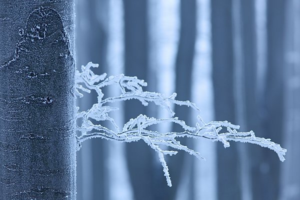 Námraza na Studenci, NP České Švýcarsko, Námraza na Studenci, Autor: Ondřej Prosický | NaturePhoto.cz, Model: Canon EOS 5D Mark II, Objektiv: Canon EF 200mm f/2.8 L USM, stativ Gitzo 3540LS + RRS BH55, Clona: 5.6, Doba expozice: 1/15 s, ISO: 100, Kompenzace expozice: +2/3, Blesk: Ne, Vytvořeno: 1. ledna 2009 11:51:56, NP České Švýcarsko (Česko)