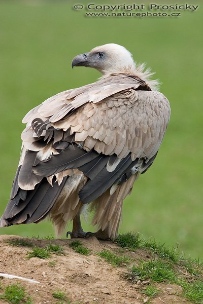 Sup bělohlavý (Gyps fulvus), Autor: Ondřej Prosický, Model aparátu: Canon EOS 300D DIGITAL, Objektiv: Canon EF 400mm f/5.6 L USM, Ohnisková vzdálenost: 400.00 mm, monopod Manfrotto 681B + 234RC, Clona: 5.60, Doba expozice: 1/320 s, ISO: 100, Vyvážení expozice: 0.63, Blesk: Ne, Vytvořeno: 30. dubna 2005 10:28:18 