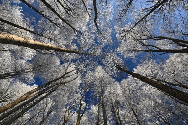 Stromy s námrazou, Děda mráz na Studenci| | NP České Švýcarsko, Autor: Ondřej Prosický | NaturePhoto.cz, Model: Canon EOS 5D Mark II, Objektiv: Canon EF 17-40mm f/4 L USM, Ohnisková vzdálenost (EQ35mm): 17 mm, fotografováno z ruky, Clona: 14, Doba expozice: 1/40 s, ISO: 200, Kompenzace expozice: 0, Blesk: Ne, Vytvořeno: 28. prosince 2008 11:12, Studenec, NP České Švýcarsko (Česko)
