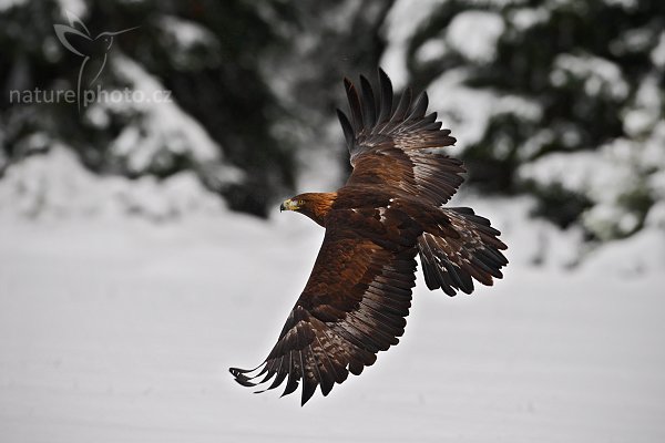 Orel skalní (Aquila chrysaetos) , Orel skalní (Aquila chrysaetos), Golden Eagle, Autor: Ondřej Prosický | NaturePhoto.cz, Model: Canon EOS-1D Mark III, Objektiv: Canon EF 500mm f/4 L IS USM, Ohnisková vzdálenost (EQ35mm): 650 mm, stativ Gitzo 3540LS + RRS BH55, Clona: 6.3, Doba expozice: 1/800 s, ISO: 800, Kompenzace expozice: +2/3, Blesk: Ne, Vytvořeno: 22. listopadu 2008 12:49:59, zvíře v lidské péči, Herálec, Vysočina (Česko) 