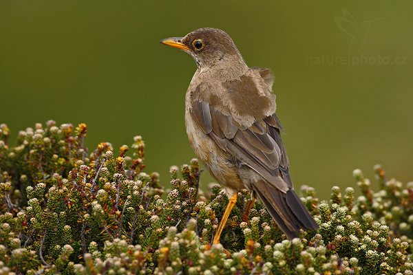 Drozd falklandský (Turdus falcklandii falcklandii), Drozd falklandský (Turdus falcklandii falcklandii), Falkland Thrush, Autor: Ondřej Prosický | NaturePhoto.cz, Model: Canon EOS-1D Mark III, Objektiv: Canon EF 500mm f/4 L IS USM, Ohnisková vzdálenost (EQ35mm): 650 mm, stativ Gitzo 3540LS + RRS BH55, Clona: 5.6, Doba expozice: 1/320 s, ISO: 100, Kompenzace expozice: -2/3, Blesk: Ne, Vytvořeno: 11. ledna 2009 19:20:01, Gypsy Cove (Falklandské ostrovy) 