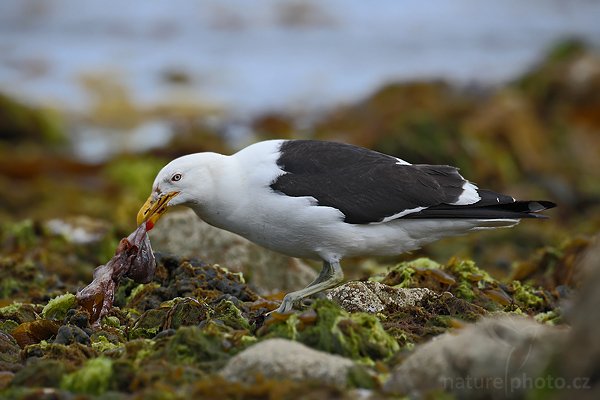 Racek jižní (Larus dominicanus), Racek jižní (Larus dominicanus), Kelp Gull, Autor: Ondřej Prosický | NaturePhoto.cz, Model: Canon EOS-1D Mark III, Objektiv: Canon EF 500mm f/4 L IS USM, Ohnisková vzdálenost (EQ35mm): 650 mm, stativ Gitzo 3540LS + RRS BH55, Clona: 6.3, Doba expozice: 1/500 s, ISO: 200, Kompenzace expozice: 0, Blesk: Ne, Vytvořeno: 11. ledna 2009 15:38:35, Stanley (Falklandské ostrovy) 