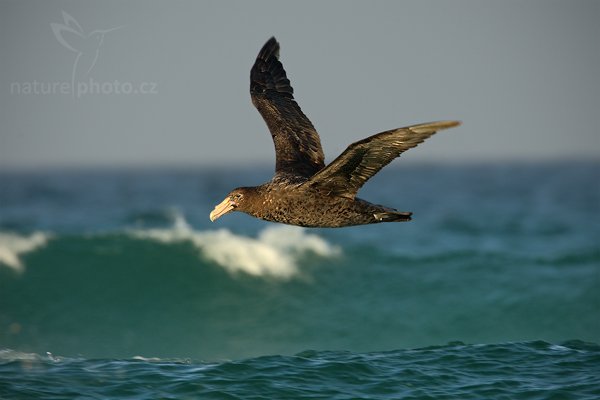 Buřňák obrovský (Macronetes giganteus), Buřňák obrovský (Macronetes giganticus = giganteus), Giant petrel, Autor: Ondřej Prosický | NaturePhoto.cz, Model: Canon EOS-1D Mark III, Objektiv: Canon EF 500mm f/4 L IS USM + TC Canon 1.4x, Ohnisková vzdálenost (EQ35mm): 910 mm, stativ Gitzo 3540LS + RRS BH55, Clona: 9.0, Doba expozice: 1/500 s, ISO: 250, Kompenzace expozice: -1/3, Blesk: Ne, Vytvořeno: 12. ledna 2009 19:33:44, Volunteer Point (Falklandské ostrovy)