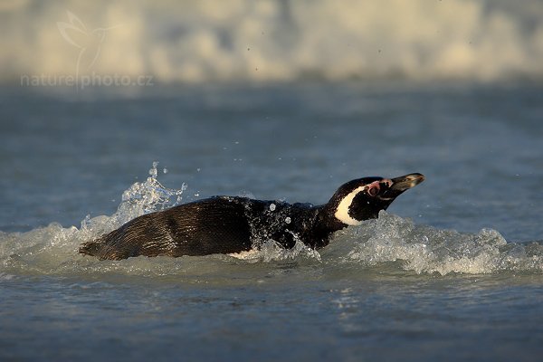 Tučňák magellanský (Spheniscus magellanicus), Tučňák magellanský (Spheniscus magellanicus), Magellanic penguin, Autor: Ondřej Prosický | NaturePhoto.cz, Model: Canon EOS-1D Mark III, Objektiv: Canon EF 500mm f/4 L IS USM, Ohnisková vzdálenost (EQ35mm): 910 mm, stativ Gitzo 3540LS + RRS BH55, Clona: 9.0, Doba expozice: 1/800 s, ISO: 250, Kompenzace expozice: -2/3, Blesk: Ne, Vytvořeno: 12. ledna 2009 23:29:05, Volunteer Point (Falklandské ostrovy)
