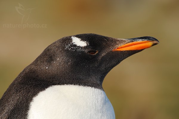 Tučňák oslí (Pygoscelis papua), Tučňák oslí (Pygoscelis papua), Gentoo penguin, Autor: Ondřej Prosický | NaturePhoto.cz, Model: Canon EOS-1D Mark III, Objektiv: Canon EF 500mm f/4 L IS USM, Ohnisková vzdálenost (EQ35mm): 650 mm, stativ Gitzo 3540LS + RRS BH55, Clona: 7.1, Doba expozice: 1/800 s, ISO: 200, Kompenzace expozice: -2/3, Blesk: Ne, Vytvořeno: 12. ledna 2009 21:30:37, Volunteer Point (Falklandské ostrovy) 