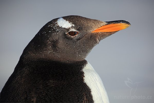 Tučňák oslí (Pygoscelis papua), Tučňák oslí (Pygoscelis papua), Gentoo penguin, Autor: Ondřej Prosický | NaturePhoto.cz, Model: Canon EOS 5D Mark II, Objektiv: Canon EF 500mm f/4 L IS USM, stativ Gitzo 3540LS + RRS BH55, Clona: 7.1, Doba expozice: 1/800 s, ISO: 100, Kompenzace expozice: -1, Blesk: Ne, Vytvořeno: 12. ledna 2009 19:10:28, Volunteer Point (Falklandské ostrovy) 