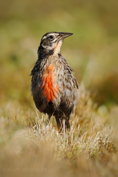 Vlhovec dlouhoocasý (Sturnella loyca falklandica), Vlhovec dlouhoocasý (Sturnella loyca falklandica), Long-tailed Meadowlark, Autor: Ondřej Prosický | NaturePhoto.cz, Model: Canon EOS-1D Mark III, Objektiv: Canon EF 500mm f/4 L IS USM, Ohnisková vzdálenost (EQ35mm): 650 mm, stativ Gitzo 3540LS + RRS BH55, Clona: 6.3, Doba expozice: 1/800 s, ISO: 200, Kompenzace expozice: 0, Blesk: Ne, Vytvořeno: 12. ledna 2009 17:18:05, Volunteer Point (Falklandské ostrovy)