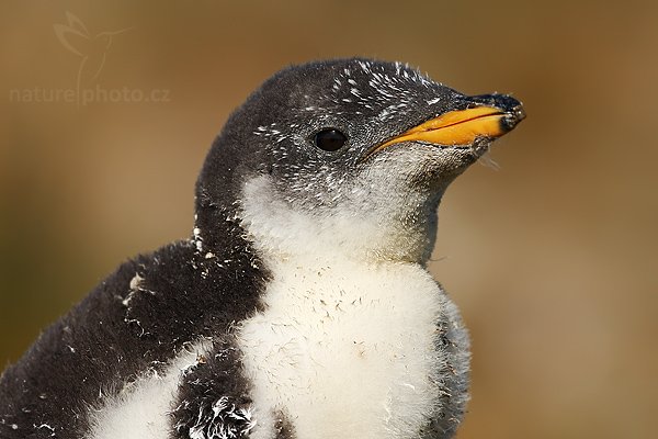 Tučňák oslí (Pygoscelis papua), Tučňák oslí (Pygoscelis papua), Gentoo penguin, Autor: Ondřej Prosický | NaturePhoto.cz, Model: Canon EOS-1D Mark III, Objektiv: Canon EF 500mm f/4 L IS USM, Ohnisková vzdálenost (EQ35mm): 650 mm, stativ Gitzo 3540LS + RRS BH55, Clona: 7.1, Doba expozice: 1/2500 s, ISO: 200, Kompenzace expozice: -1/3, Blesk: Ne, Vytvořeno: 12. ledna 2009 17:27:42, Volunteer Point (Falklandské ostrovy)
