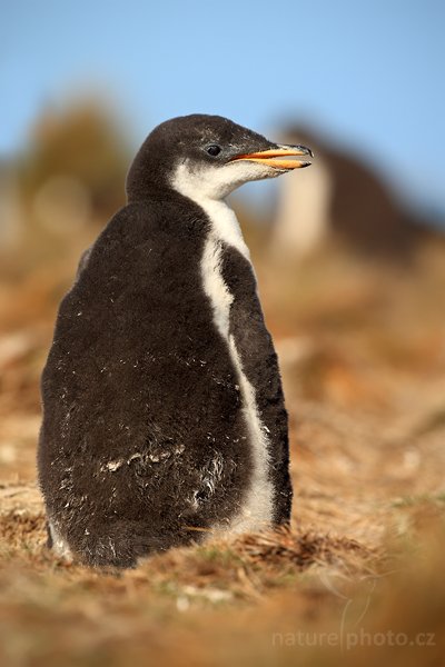 Tučňák oslí (Pygoscelis papua), Tučňák oslí (Pygoscelis papua), Gentoo penguin, Autor: Ondřej Prosický | NaturePhoto.cz, Model: Canon EOS-1D Mark III, Objektiv: Canon EF 500mm f/4 L IS USM, Ohnisková vzdálenost (EQ35mm): 650 mm, stativ Gitzo 3540LS + RRS BH55, Clona: 6.3, Doba expozice: 1/1000 s, ISO: 200, Kompenzace expozice: 0, Blesk: Ne, Vytvořeno: 12. ledna 2009 17:25:04, Volunteer Point (Falklandské ostrovy)