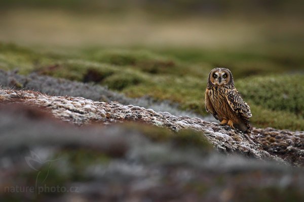Kalous pustovka (Asio flammeus sanfordi), Kalous pustovka (Asio flammeus sanfordi), Short-eared Owl, Autor: Ondřej Prosický | NaturePhoto.cz, Model: Canon EOS-1D Mark III, Objektiv: Canon EF 500mm f/4 L IS USM, Ohnisková vzdálenost (EQ35mm): 650 mm, fotografováno z ruky, Clona: 5.0, Doba expozice: 1/250 s, ISO: 1000, Kompenzace expozice: -2/3, Blesk: Ne, Vytvořeno: 18. ledna 2009 20:32:19, Sea Lion Island (Falklandské ostrovy)