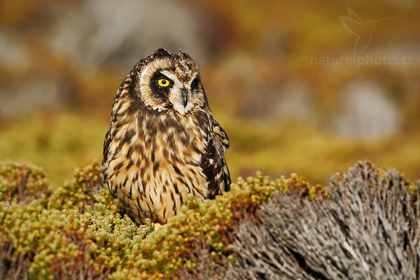 Kalous pustovka (Asio flammeus sanfordi), Kalous pustovka (Asio flammeus sanfordi), Short-eared Owl, Autor: Ondřej Prosický | NaturePhoto.cz, Model: Canon EOS-1D Mark III, Objektiv: Canon EF 500mm f/4 L IS USM, Ohnisková vzdálenost (EQ35mm): 650 mm, fotografováno z ruky, Clona: 7.1, Doba expozice: 1/1600 s, ISO: 250, Kompenzace expozice: -1, Blesk: Ne, Vytvořeno: 20. ledna 2009 18:47:21, Sea Lion Island (Falklandské ostrovy)