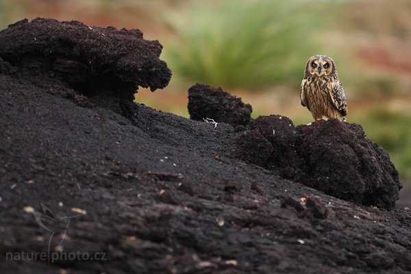 Kalous pustovka (Asio flammeus sanfordi), Kalous pustovka (Asio flammeus sanfordi), Short-eared Owl, Autor: Ondřej Prosický | NaturePhoto.cz, Model: Canon EOS-1D Mark III, Objektiv: Canon EF 500mm f/4 L IS USM, Ohnisková vzdálenost (EQ35mm): 650 mm, fotografováno z ruky, Clona: 4.0, Doba expozice: 1/200 s, ISO: 1000, Kompenzace expozice: -2/3, Blesk: Ne, Vytvořeno: 18. ledna 2009 20:30:50, Sea Lion Island (Falklandské ostrovy)
