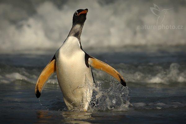 Tučňák oslí (Pygoscelis papua), Tučňák oslí (Pygoscelis papua), Gentoo penguin, Autor: Ondřej Prosický | NaturePhoto.cz, Model: Canon EOS-1D Mark III, Objektiv: Canon EF 500mm f/4 L IS USM + TC Canon, Ohnisková vzdálenost (EQ35mm): 910 mm, stativ Gitzo 3540LS + RRS BH55, Clona: 9.0, Doba expozice: 1/1250 s, ISO: 250, Kompenzace expozice: -1/3, Blesk: Ne, Vytvořeno: 12. ledna 2009 19:45:00, Volunteer Point (Falklandské ostrovy) 