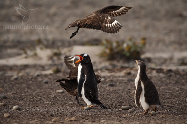Tučňák oslí (Pygoscelis papua), Tučňák oslí (Pygoscelis papua), Gentoo penguin, Autor: Ondřej Prosický | NaturePhoto.cz, Model: Canon EOS-1D Mark III, Objektiv: Canon EF 500mm f/4 L IS USM, Ohnisková vzdálenost (EQ35mm): 650 mm, stativ Gitzo 3540LS + RRS BH55, Clona: 5.0, Doba expozice: 1/1600 s, ISO: 320, Kompenzace expozice: -2/3, Blesk: Ne, Vytvořeno: 18. ledna 2009 9:56:01, Sea Lion Island (Falklandské ostrovy) 
