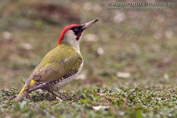 Žluna zelená (Picus viridis), Autor: Ondřej Prosický, Model aparátu: Canon EOS-1D Mark II, Objektiv: Canon EF 400mm f/5.6 L USM, Ohnisková vzdálenost: 400.00 mm, monopod Manfrotto 681B + 234RC, Clona: 7.10, Doba expozice: 1/250 s, ISO: 320, Vyvážení expozice: 0.00, Blesk: Ano, Vytvořeno: 10. dubna 2005 13:27:57, Praha - Troja (ČR) 