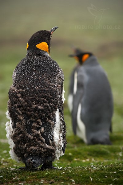 Tučňák patagonský (Aptenodytes patagonicus), Tučňák patagonský (Aptenodytes patagonicus), King penguin, Autor: Ondřej Prosický | NaturePhoto.cz, Model: Canon EOS-1D Mark III, Objektiv: Canon EF 200mm f/2.8 L USM, Ohnisková vzdálenost (EQ35mm): 260 mm, stativ Gitzo 3540LS + RRS BH55, Clona: 4.0, Doba expozice: 1/320 s, ISO: 200, Kompenzace expozice: -2/3, Blesk: Ne, Vytvořeno: 13. ledna 2009 10:56:08, Volunteer Point (Falklandské ostrovy) 