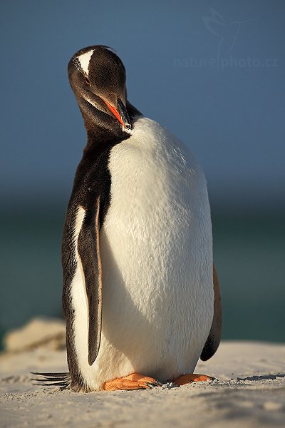 Tučňák oslí (Pygoscelis papua), Tučňák oslí (Pygoscelis papua), Gentoo penguin, Autor: Ondřej Prosický | NaturePhoto.cz, Model: Canon EOS-1D Mark III, Objektiv: Canon EF 500mm f/4 L IS USM, Ohnisková vzdálenost (EQ35mm): 650 mm, stativ Gitzo 3540LS + RRS BH55, Clona: 6.3, Doba expozice: 1/1250 s, ISO: 100, Kompenzace expozice: -1/3, Blesk: Ne, Vytvořeno: 12. ledna 2009 19:00:31, Volunteer Point (Falklandské ostrovy) 
