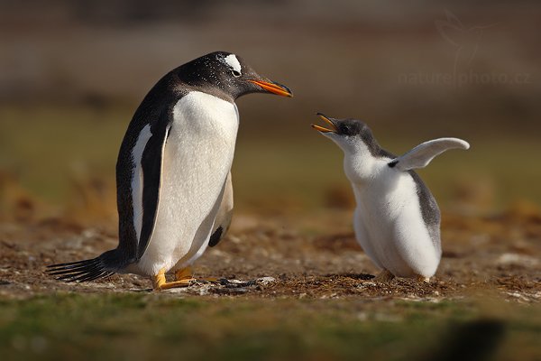 Tučňák oslí (Pygoscelis papua), Tučňák oslí (Pygoscelis papua), Gentoo penguin, Autor: Ondřej Prosický | NaturePhoto.cz, Model: Canon EOS-1D Mark III, Objektiv: Canon EF 500mm f/4 L IS USM, Ohnisková vzdálenost (EQ35mm): 650 mm, stativ Gitzo 3540LS + RRS BH55, Clona: 7.1, Doba expozice: 1/2000 s, ISO: 200, Kompenzace expozice: -1, Blesk: Ne, Vytvořeno: 12. ledna 2009 21:48:18, Volunteer Point (Falklandské ostrovy) 