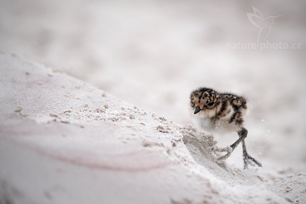 Kulík falklandský (Charadrius falklandicus), Kulík falklandský (Charadrius falklandicus), Two-banded Plover, Autor: Ondřej Prosický | NaturePhoto.cz, Model: Canon EOS-1D Mark III, Objektiv: Canon EF 500mm f/4 L IS USM, Ohnisková vzdálenost (EQ35mm): 650 mm, stativ Gitzo 3540LS + RRS BH55, Clona: 4.0, Doba expozice: 1/800 s, ISO: 200, Kompenzace expozice: 0, Blesk: Ne, Vytvořeno: 13. ledna 2009 11:15:19, Volunteer Point (Falklandské ostrovy) 