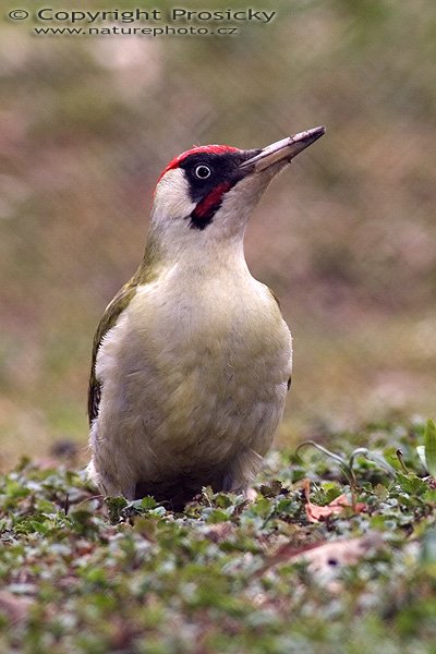 Žluna zelená (Picus viridis), Autor: Ondřej Prosický, Model aparátu: Canon EOS-1D Mark II, Objektiv: Canon EF 400mm f/5.6 L USM, Ohnisková vzdálenost: 400.00 mm, monopod Manfrotto 681B + 234RC, Clona: 7.10, Doba expozice: 1/250 s, ISO: 320, Vyvážení expozice: 0.00, Blesk: Ano, Vytvořeno: 10. dubna 2005 13:27:44, Praha - Troja (ČR) 