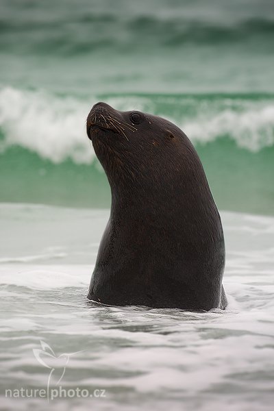 Lachtan hřivnatý (Otaria flavescens), Lachtan hřivnatý (Otaria flavescens), Sea lion, Autor: Ondřej Prosický | NaturePhoto.cz, Model: Canon EOS-1D Mark III, Objektiv: Canon EF 500mm f/4 L IS USM, Ohnisková vzdálenost (EQ35mm): 650 mm, stativ Gitzo 3540LS + RRS BH55, Clona: 9.0, Doba expozice: 1/250 s, ISO: 250, Kompenzace expozice: 0, Blesk: Ne, Vytvořeno: 13. ledna 2009 16:32:12, Volunteer Point (Falklandské ostrovy) 