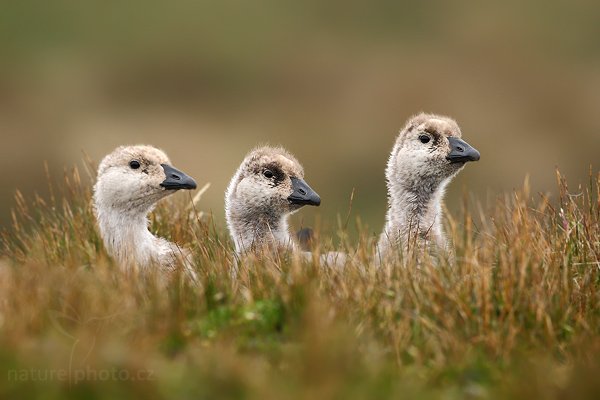 Husice magellanská (Chloephaga picta), Husice magellanská (Chloephaga picta), Upland goose, Autor: Ondřej Prosický | NaturePhoto.cz, Model: Canon EOS-1D Mark III, Objektiv: Canon EF 500mm f/4 L IS USM, Ohnisková vzdálenost (EQ35mm): 650 mm, stativ Gitzo 3540LS + RRS BH55, Clona: 6.3, Doba expozice: 1/200 s, ISO: 500, Kompenzace expozice: 0, Blesk: Ne, Vytvořeno: 13. ledna 2009 19:28:02, Volunteer Point (Falklandské ostrovy) 
