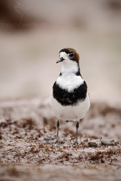 Kulík falklandský (Charadrius falklandicus), Kulík falklandský (Charadrius falklandicus), Two-banded Plover, Autor: Ondřej Prosický | NaturePhoto.cz, Model: Canon EOS-1D Mark III, Objektiv: Canon EF 500mm f/4 L IS USM, Ohnisková vzdálenost (EQ35mm): 650 mm, stativ Gitzo 3540LS + RRS BH55, Clona: 4.0, Doba expozice: 1/500 s, ISO: 200, Kompenzace expozice: 0, Blesk: Ne, Vytvořeno: 13. ledna 2009 11:16:27, Volunteer Point (Falklandské ostrovy) 