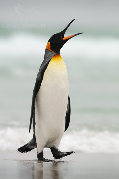 Tučňák patagonský (Aptenodytes patagonicus), Tučňák patagonský (Aptenodytes patagonicus), King penguin, Autor: Ondřej Prosický | NaturePhoto.cz, Model: Canon EOS-1D Mark III, Objektiv: Canon EF 500mm f/4 L IS USM, Ohnisková vzdálenost (EQ35mm): 650 mm, stativ Gitzo 3540LS + RRS BH55, Clona: 6.3, Doba expozice: 1/640 s, ISO: 400, Kompenzace expozice: +2/3, Blesk: Ne, Vytvořeno: 13. ledna 2009 17:30:14, Volunteer Point (Falklandské ostrovy) 