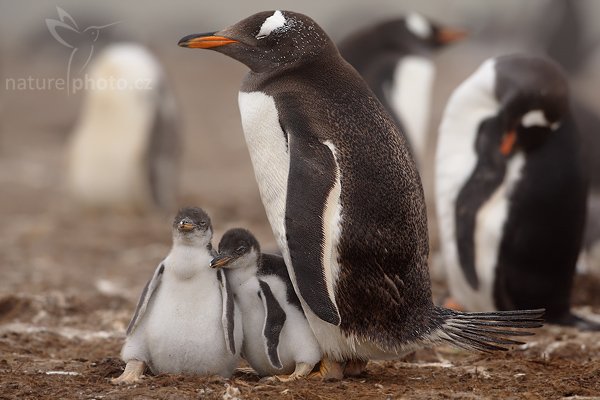 Tučňák oslí (Pygoscelis papua), Tučňák oslí (Pygoscelis papua), Gentoo penguin, Autor: Ondřej Prosický | NaturePhoto.cz, Model: Canon EOS-1D Mark III, Objektiv: Canon EF 500mm f/4 L IS USM, Ohnisková vzdálenost (EQ35mm): 650 mm, stativ Gitzo 3540LS + RRS BH55, Clona: 6.3, Doba expozice: 1/400 s, ISO: 250, Kompenzace expozice: +1/3, Blesk: Ne, Vytvořeno: 13. ledna 2009 12:12:14, Volunteer Point (Falklandské ostrovy) 