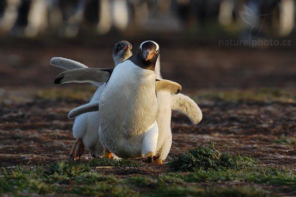 Tučňák oslí (Pygoscelis papua), Tučňák oslí (Pygoscelis papua), Gentoo penguin, Autor: Ondřej Prosický | NaturePhoto.cz, Model: Canon EOS-1D Mark III, Objektiv: Canon EF 500mm f/4 L IS USM, Ohnisková vzdálenost (EQ35mm): 650 mm, stativ Gitzo 3540LS + RRS BH55, Clona: 8.0, Doba expozice: 1/500 s, ISO: 640, Kompenzace expozice: -2/3, Blesk: Ne, Vytvořeno: 19. ledna 2009 20:22:12, Volunteer Point (Falklandské ostrovy) 