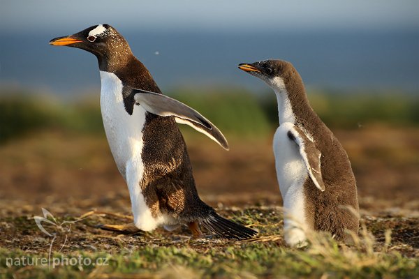 Tučňák oslí (Pygoscelis papua), Tučňák oslí (Pygoscelis papua), Gentoo penguin, Autor: Ondřej Prosický | NaturePhoto.cz, Model: Canon EOS-1D Mark III, Objektiv: Canon EF 500mm f/4 L IS USM, Ohnisková vzdálenost (EQ35mm): 650 mm, stativ Gitzo 3540LS + RRS BH55, Clona: 6.3, Doba expozice: 1/640 s, ISO: 400, Kompenzace expozice: -1/3, Blesk: Ne, Vytvořeno: 17. ledna 2009 20:02:42, Sea Lion Island (Falklandské ostrovy) 